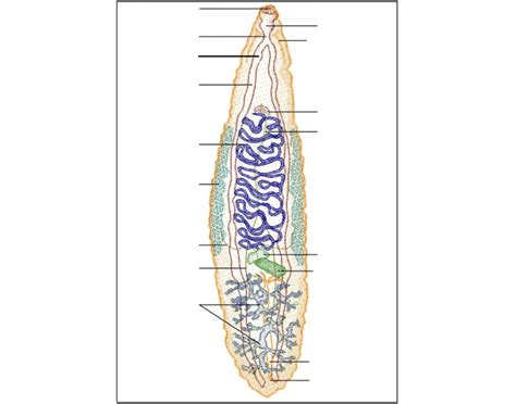 Fluke Anatomy Quiz