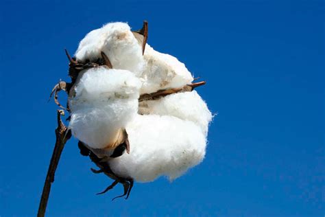 Lo Spettacolo Del Cotone Piantagioni Come Quadri