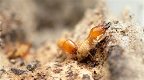 How To Get Rid Of Termites In Forney Homes Affordable Effective Pest