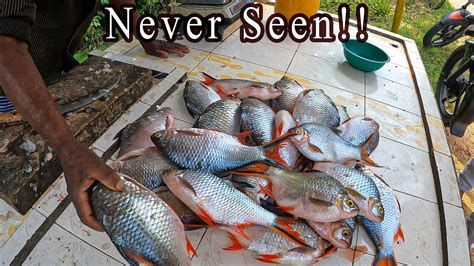 Rare Beautiful Carp Fish Cutting In Sri Lanka Rare Fish In Market