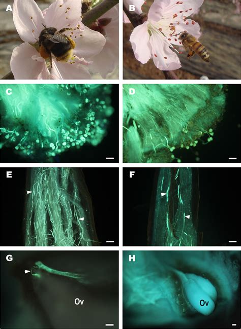 Pollen Germination And Pollen Tube Growth In Peach Flowers Pollinated