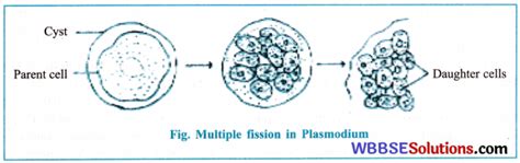 Wbbse Class Life Science Solutions Chapter B Reproduction Wbbse