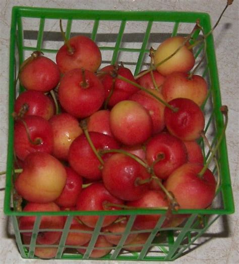 Faq What Is The Difference Between Rainier And Queen Anne Cherries