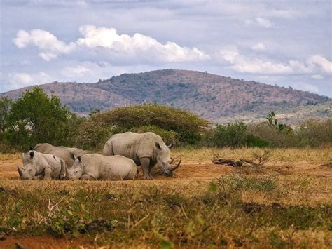 Game Drives In Hlhuhluwe IMfolozi Hideaways Africa