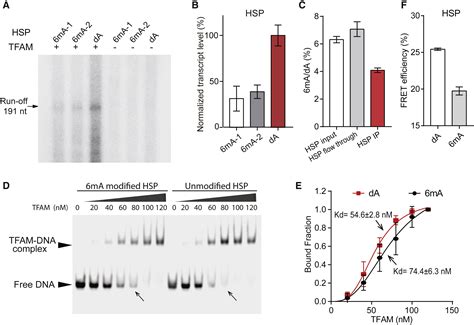 N6 Deoxyadenosine Methylation In Mammalian Mitochondrial Dna Molecular