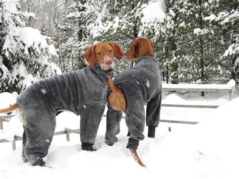 Winter Costume For Vizslas Vizsla Dogs Dog Friends Vizsla