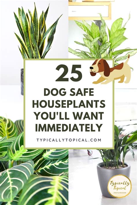 Houseplants Safe For Cats Artofit