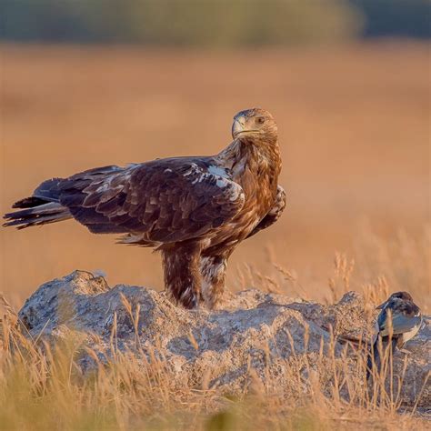 Por Qu Las Guilas Vuelan Tan Alto Guia De Aves