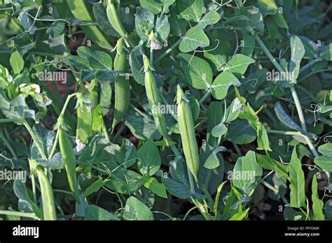 Green Peas Plant Pisum Sativum Garden Peas Pods Hanging On Plants In