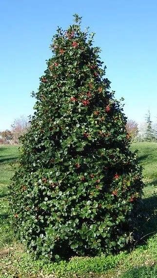 Ilex Opaca ‘american Holly Brandywine Trees