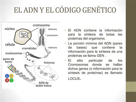 Sintesis De Proteinas Pptx C Digo Gen Tico Ppt