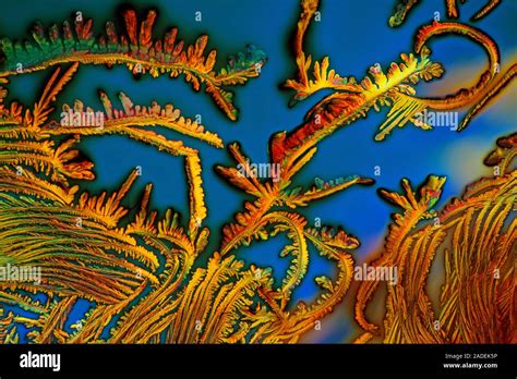 Vitamin C Crystals Polarized Light Micrograph Of Crystals Of Vitamin C