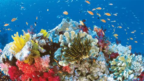 Coral Reef Wallpaper Widescreen Hd