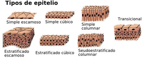 Metamorfosis Biologia Humana Tejido Epitelial