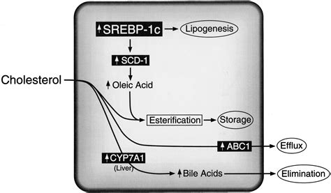 Regulation Of Mouse Sterol Regulatory Element Binding Protein C Gene