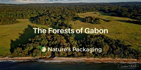 The Forests of Gabon – Nature's Packaging