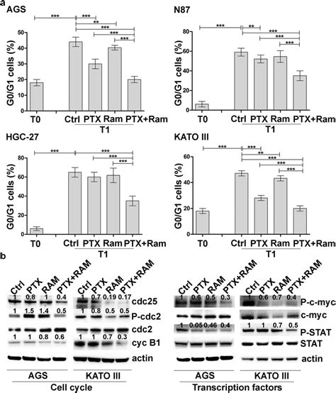 Effects Of Ramucirumab Andor Paclitaxel On Cell Cycle Progression In