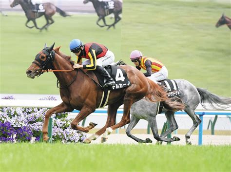 【矢車賞】良血馬チルカーノ、1番人気に応えて快勝 西村淳「終始リズムが良かった」素質を高く評価：中日スポーツ・東京中日スポーツ