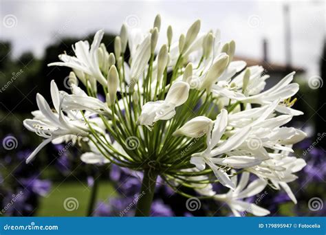 Wild sage flowers stock image. Image of flower, herb - 179895947