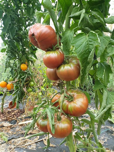 Tomate Noire De Crim E Tomates Tomates Pour Fin Gourmets Graines De