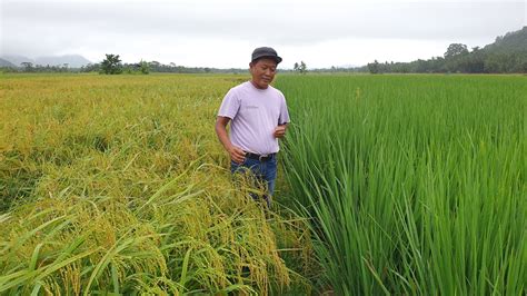 Sukses Jadi Petani Di Desa Ini Kiat Jitu Waketum Maporina Sinar Tani