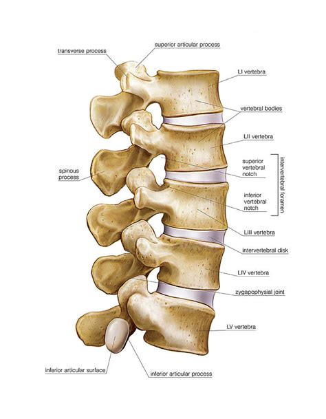 Lumbar Part Of Vertebral Column Photograph By Asklepios Medical Atlas