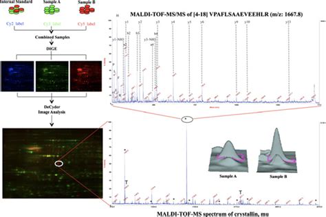 Typical 2D DIGE Workflow For Comparative Expression Proteomics The