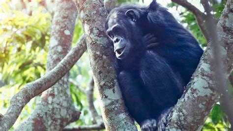 Nyungwe Forest National Park Car Rental Self Drive