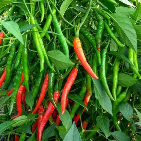 Spice up Your Garden: A Guide to Growing and Harvesting Chilli Crop