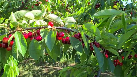Cherry garden! চেরি ফলের বাগান! Beautiful cherry garden! - YouTube