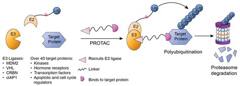 Ijms Free Full Text Targeting The Ubiquitin Signaling Cascade In