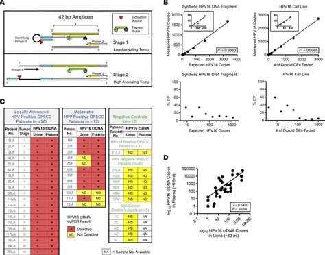 A Urine Based Test That Detects Tumor DNA Fragments Could Offer Early