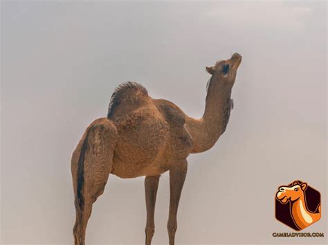 Camel Adaptations For Desert Survival