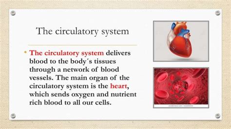 Steps Of The Circulatory System Ppt