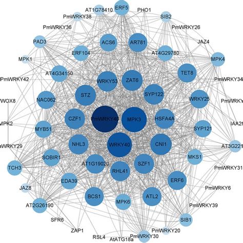 Prediction Of The Protein Protein Interaction Ppi Network Between