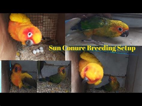 How To Sun Conure Parrots Breeding Garmi Kai Mousam Mai Sun Conure