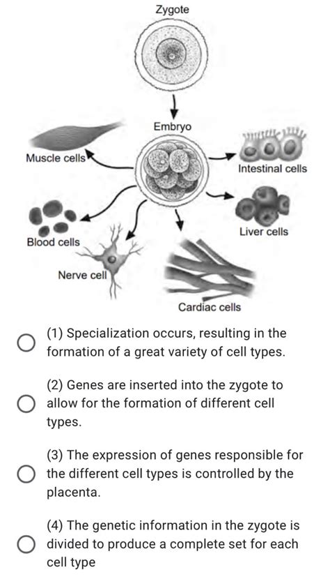 Answered Zygote Embryo Muscle Cells Intestinal Bartleby