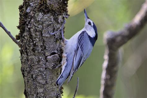 Sittelle Poitrine Blanche Sitta Carolinensis Flickr