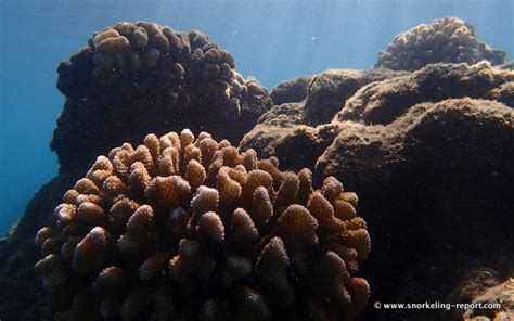 Snorkeling at Tunnels Beach (Makua Beach), Kauai | Snorkeling in Hawaii