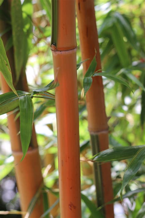 Free Images Tree Branch Leaf Flower Food Green Jungle Produce