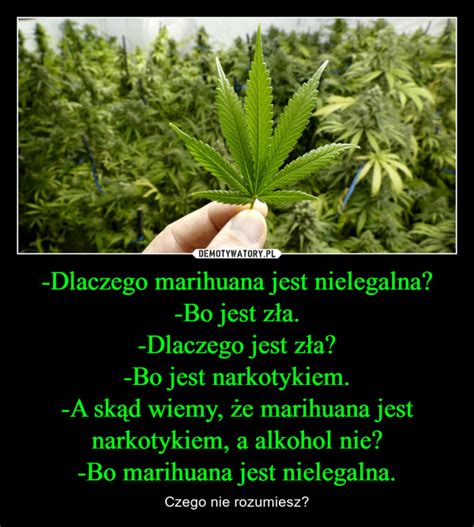 Dlaczego marihuana jest nielegalna Bo jest zła Dlaczego jest zła