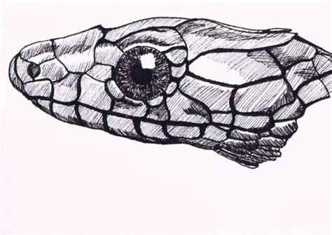 Reptile Drawing at PaintingValley.com | Explore collection of Reptile Drawing