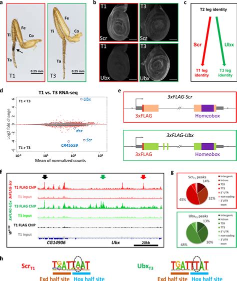 Genome Wide Scr And Ubx Chip Seq And Transcriptomes From T1 And T3 Leg