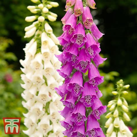 Foxglove Excelsior Hybrid Mixed Seeds Thompson Morgan