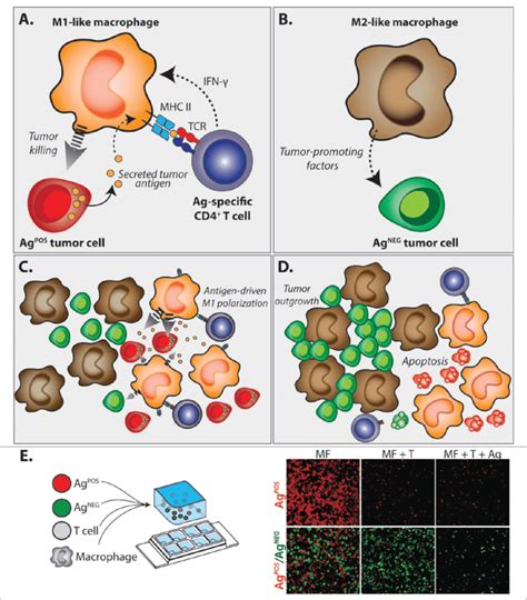 Th1 M1 Antitumor Immune Responses Against A Secreted Tumor Antigen Fail