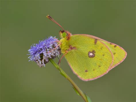 European Butterflies Group | Butterfly Conservation