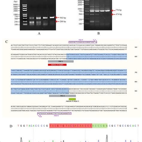 Pdf Multiplex Crispr Cas Mediated Genome Editing Of The Fad Gene In