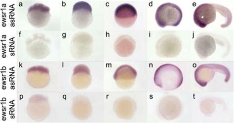 The Images Are Lateral Views Of Embryos Stained By In Situ