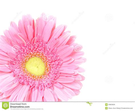 Gerbera Rosado De La Flor Aislado Foto De Archivo Imagen De Margarita