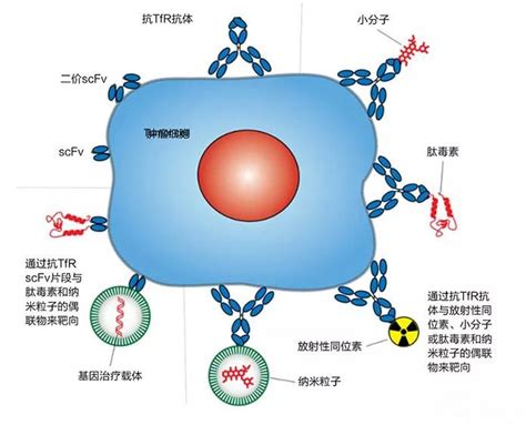 以癌症细胞的转铁蛋白为靶标进行抗体靶向治疗 91360智慧病理网